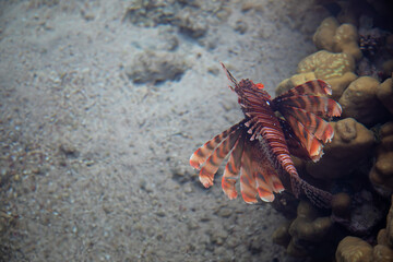 A beautiful lionfish swims in the water. A large poisonous fish. A beautiful fish.