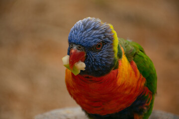 red and blue macaw