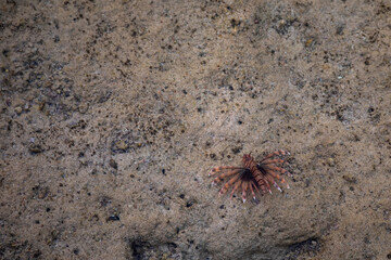 A beautiful lionfish swims in the water. A large poisonous fish. A beautiful fish.