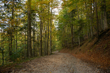 footpath in the woods