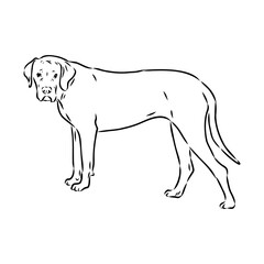 Hand drawn sketch of american bully. Graphical dog isolated on white background.
