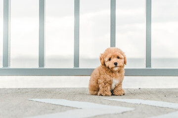 Brown puppy dog poodle on the floor