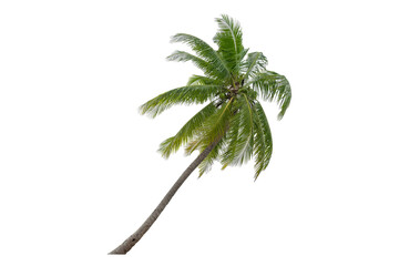 Coconut palm tree isolated on transparent background. PNG File,  Coconut trees blowing   in the sea ,