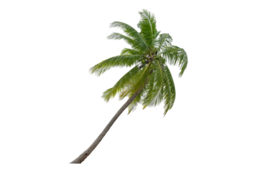 Coconut palm tree isolated on transparent background. PNG File,  Coconut trees blowing   in the sea ,