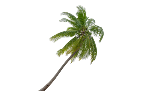 Coconut palm tree isolated on transparent background. PNG File,  Coconut trees blowing   in the sea ,
