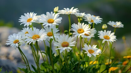 Daisies blooming in a meadow on a sunny day