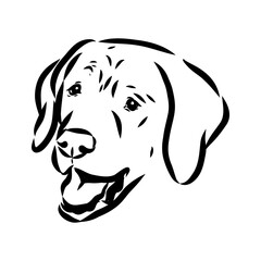 Hand drawn sketch of american bully. Graphical dog isolated on white background.