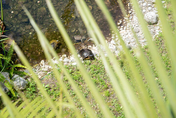 turtle in park