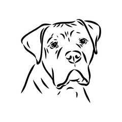 Hand drawn sketch of american bully. Graphical dog isolated on white background.