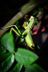 Mantis Religiosa