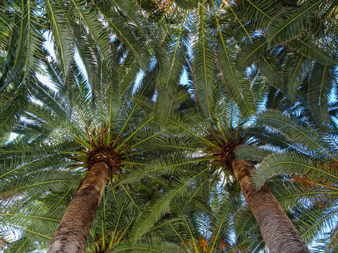 Palm leaf tree background texture on the beach, botom up picture.