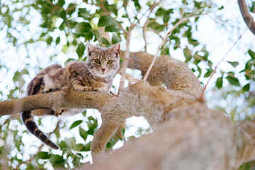 Cat climbing a tree branch