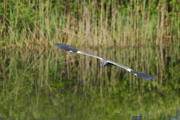 Airone cenerino in volo