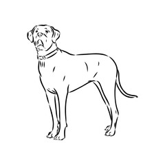 Hand drawn sketch of american bully. Graphical dog isolated on white background.