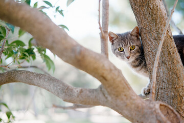 Cat climbing a tree branch