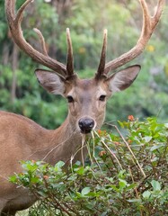 deer with long antlers are eating.