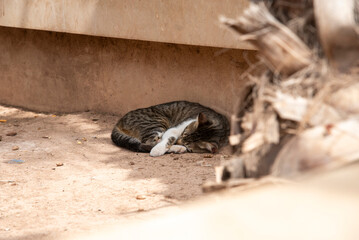 Grey stray cat