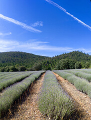 Lavender field in the Sierra del Segura, province of La Albacete, Spain