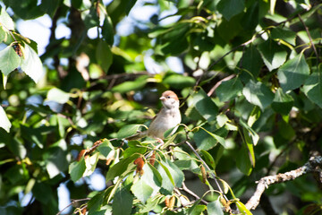 bird on a branch