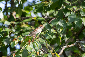 bird on a branch