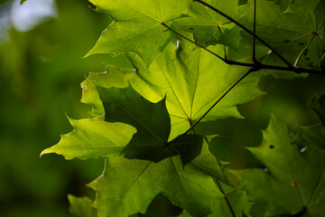 maple leaves in the sun