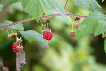 raspberry on a bush