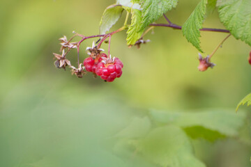 raspberry bush 