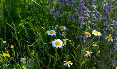 In a lush meadow, vibrant daisies and purple wildflowers flourish amidst dense green grass. The scene captures the essence of springtime in the countryside