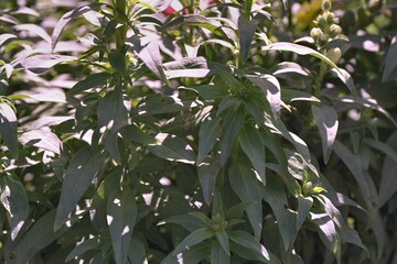 Antirrhinum majus - Snapdragon Leaves
