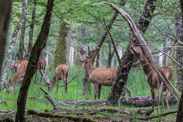 deer in the forest