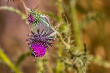 bee on thistle