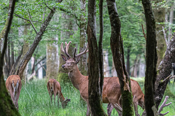 deer in the forest