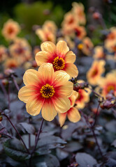 Background photography of orange dahlia; flower; dahlia; garden; blossom;  floral; plant; bright; summer; nature; blooming; gardening; flowering; detail; petal