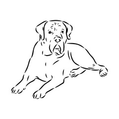 Hand drawn sketch of american bully. Graphical dog isolated on white background.