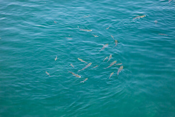 A vibrant display of various fish species from the Ria Formosa in Algarve, Portugal, showcasing the region's rich marine biodiversity in a crystal-clear aquatic setting.