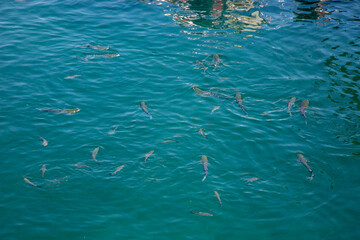 Naklejka premium A vibrant display of various fish species from the Ria Formosa in Algarve, Portugal, showcasing the region's rich marine biodiversity in a crystal-clear aquatic setting.