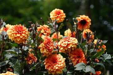 Krakow, Ogrodzieniec , Poland