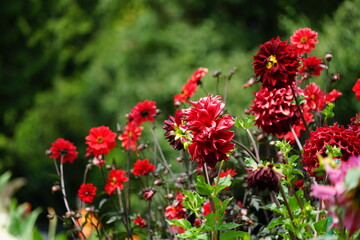 Obraz premium Kraków, Małopolska, Poland