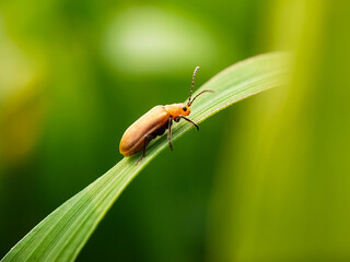 Close up shot of a various species of leaf beetles