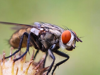 Close up of the Flies on green leaves in the morning. Selective focus of the House flies on trees...