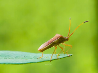 A shield bug standing on the green leaf.