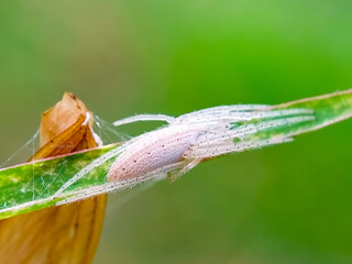 Colorful Spiders Ready For Their Close-Up