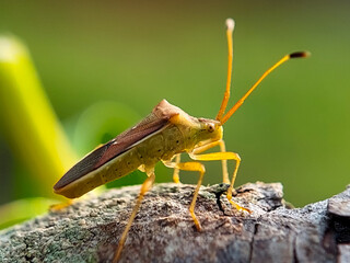 A shield bug standing on the green leaf.