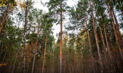 Tall pine trees stand in a dense forest, their trunks stretching towards the sky, with a canopy of green needles, in the tranquil embrace of the woods