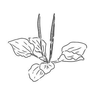 recommend clip art: Plantain. Medicinal plant wild field flower. Sketch. Hand drawn outline vector illustration