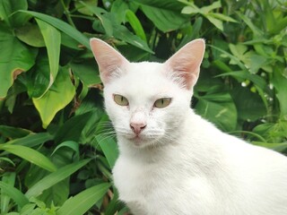 white cat on green grass