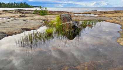 wetlands on the rocky coast of the Gulf of Bothnia in Northern Sweden, Arctic Circle vegetation