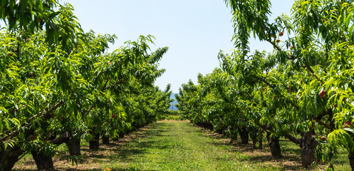 Peach orchard with ripe red peaches. Colorful fruits on tree ready to harvesting.