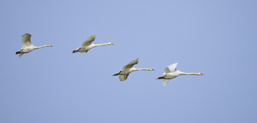 cygnes