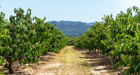 an orchard of cherry trees with rows of lush green foliage and red cherries. A central path runs through the orchard, leading towards distant mountains under a clear blue sky